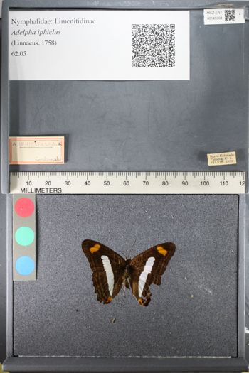 Media type: image;   Entomology 145304